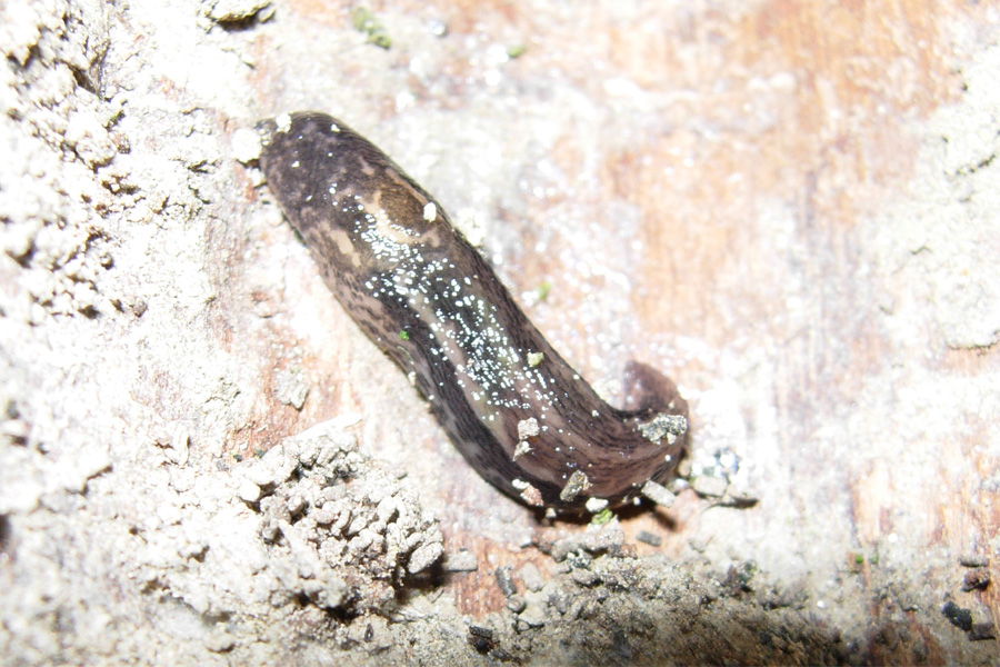 Limax cf maximus della provincia di RE